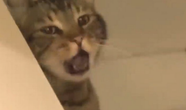狗狗放了一个3秒连环屁，臭得让猫咪吐了一地，狗：响屁不臭！