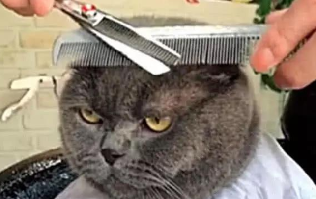 猫咪被带去理头发,几分钟后看到镜中的自己,表情瞬间变凝重