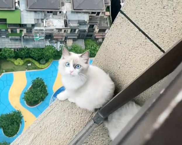 主人忘记封窗，致使名贵品种猫从楼上跳下，找到时猫咪还在发抖