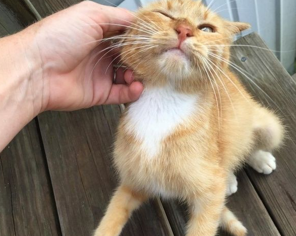 超可爱喵星人 为自己挑了四岁小男孩当猫奴收编