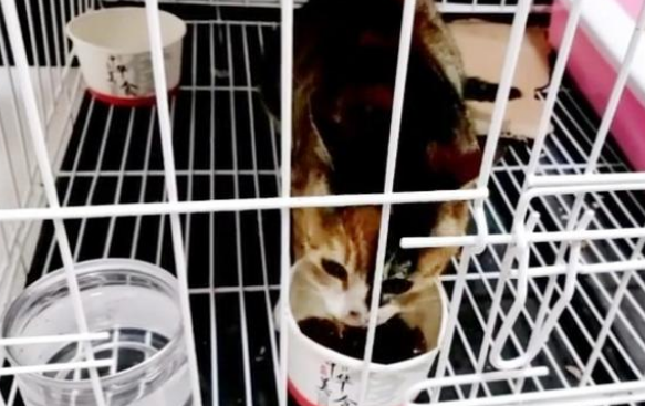 比流浪猫还惨的家猫,大冬天被主人拴在室外,三天吃上一顿饭 比流浪猫还惨的家猫,大冬天被主人拴在室外,三天吃上一顿饭