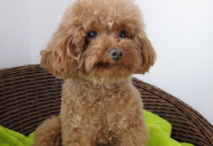 泰迪犬发出哼哼的声音怎么回事？铲屎官快了解一下！