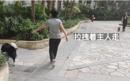 边牧犬进出电梯必扑人,训犬师上门纠正,变得一只猫都不敢扑了 边牧犬进出电梯必扑人,训犬师上门纠正,变得一只猫都不敢扑了