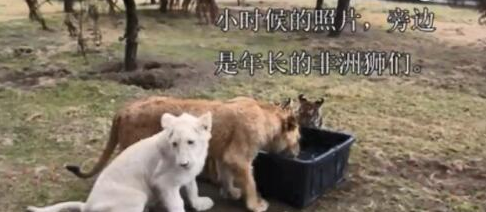 未成年公老虎宠溺成年公狮子 这是在撒糖吗