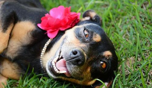 狗狗拍孕照摆出的超撩人姿势秒杀人类孕妇 狗狗拍孕照摆出的超撩人姿势秒杀人类孕妇