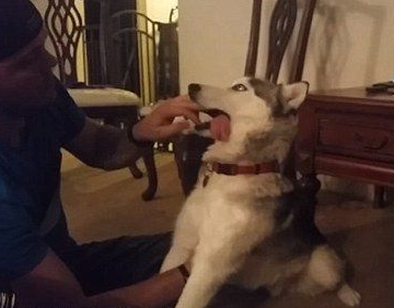 哈士奇误食含有大麻的米花饼 变得精神恍惚无法站立