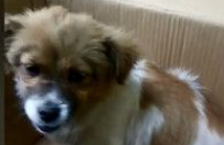 流浪狗误闯马路被撞伤 最暖警察肉身阻挡车流