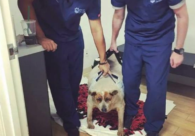 狗狗被喂成一头猪,遭主人看不上后抛弃,却遇到著名女明星,极致逆转 狗狗被喂成一头猪,遭主人看不上后抛弃,却遇到著名女明星,极致逆转