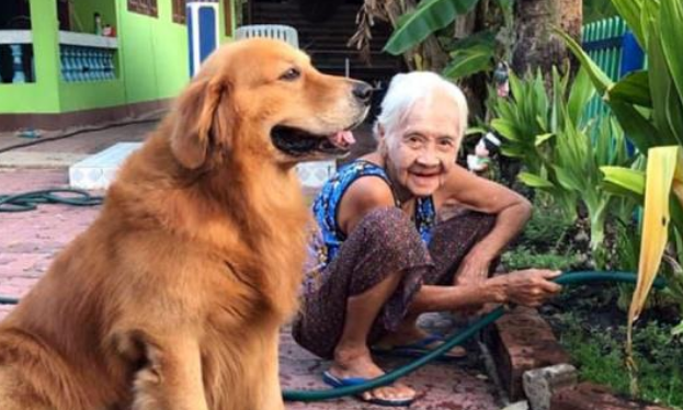 相依为命的金毛犬生病，奶奶守护身边：没有你，我怎么办？