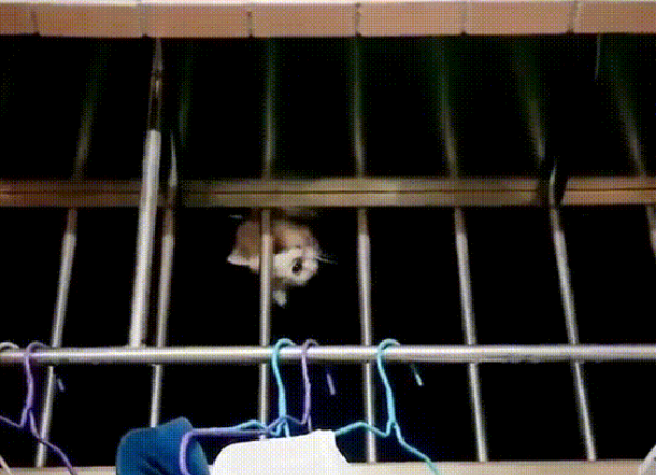 萌猫从天而降,吓坏新房客,猫:莫害怕,我只是来看看新邻居 萌猫从天而降,吓坏新房客,猫:莫害怕,我只是来看看新邻居
