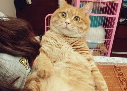 陌生游客伸手摸猫 猫咪被吓坏脱绳走失62天才找回