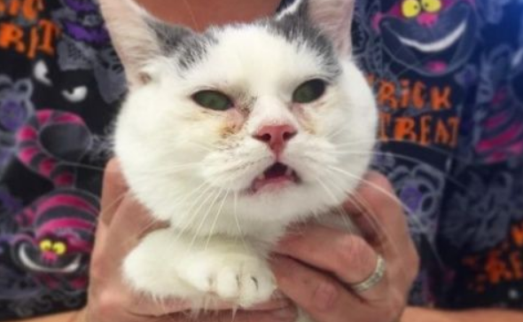 两岁全盲猫咪身型如二个月小猫 依旧乐观积极生活
