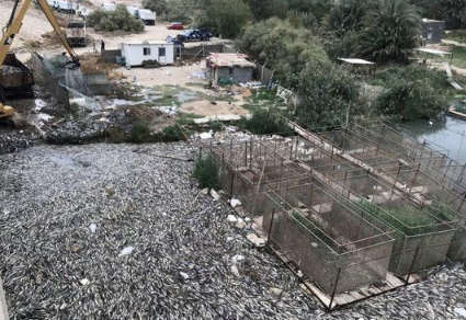 伊拉克大量鱼类离奇死亡 引发当地居民猜疑恐慌 伊拉克大量鱼类离奇死亡 引发当地居民猜疑恐慌