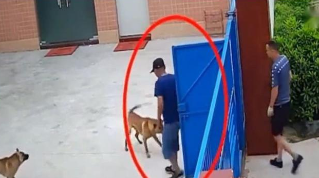 土狗看到路人就吠,为什么见了偷狗贼害怕不出声? 土狗看到路人就吠,为什么见了偷狗贼害怕不出声?