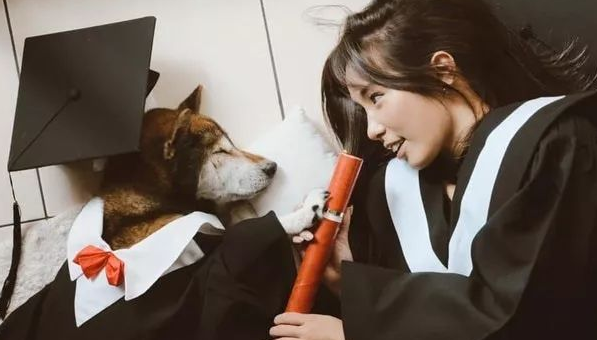 15岁重病柴犬最后的日子躲在家中角落里，主人暖人随同，一起睡木地板。