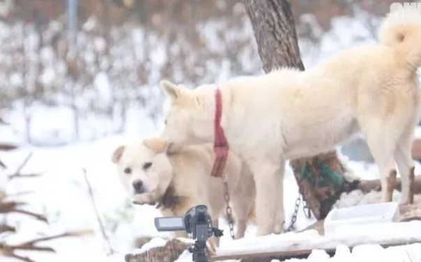 小狗将食材分到流浪犬,还让流浪犬睡在狗狗的窝里,它却躺在外边留宿 小狗将食材分到流浪犬,还让流浪犬睡在狗狗的窝里,它却躺在外边留宿