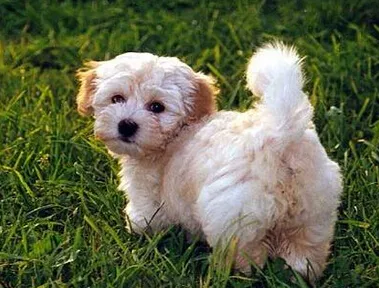 想了解哈威那犬的特点?快来看看这篇文章! 想了解哈威那犬的特点?快来看看这篇文章!