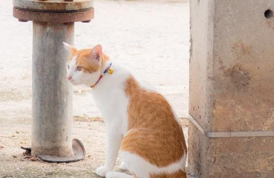 猫咪被困电线杆顶端，小哥上班时间救猫遭停职，网友为其众筹工资