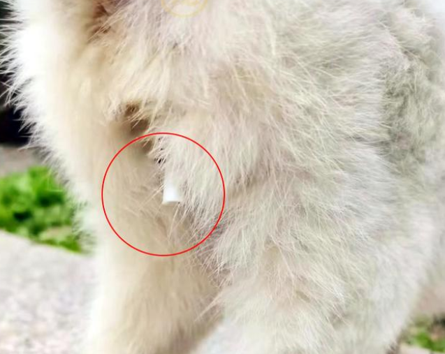 身上插着导尿管的猫咪,求生的样子让人心疼,这是它第二次被弃养 身上插着导尿管的猫咪,求生的样子让人心疼,这是它第二次被弃养