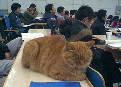 北大学猫与学子一起上哲学课 真是一只有文化的猫