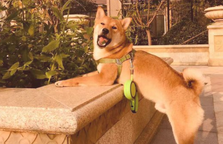 网民听见柴犬大喊,赶快扑上来看,它又被小猫咪给欺压了 网民听见柴犬大喊,赶快扑上来看,它又被小猫咪给欺压了