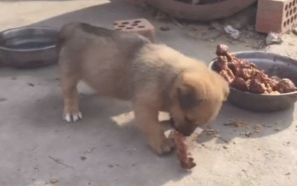 柴犬碰到美味可口鸡腿，“吃货”天性直露，进食速度看呆许多人