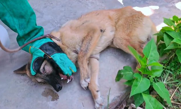 犬瘟加败血症!被抛弃的流浪狗虽遇好心人,可还是因病哀嚎着离去 犬瘟加败血症!被抛弃的流浪狗虽遇好心人,可还是因病哀嚎着离去