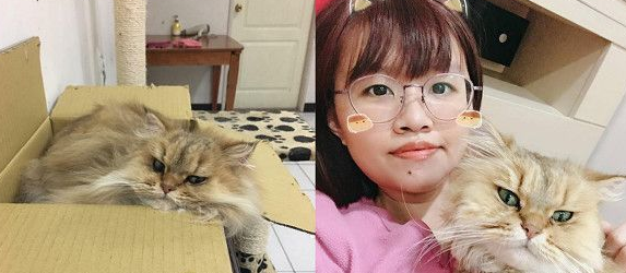 养了到招财猫咪 主人3年来财运飙升