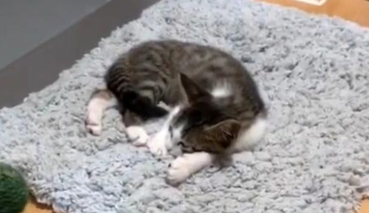 流浪猫被收养后，一个月内捡来两只小猫，铲屎官：渣猫！