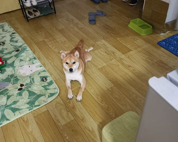 柴犬醒来发觉主人家家里，它非要闹着出来，結果把它“打包”了