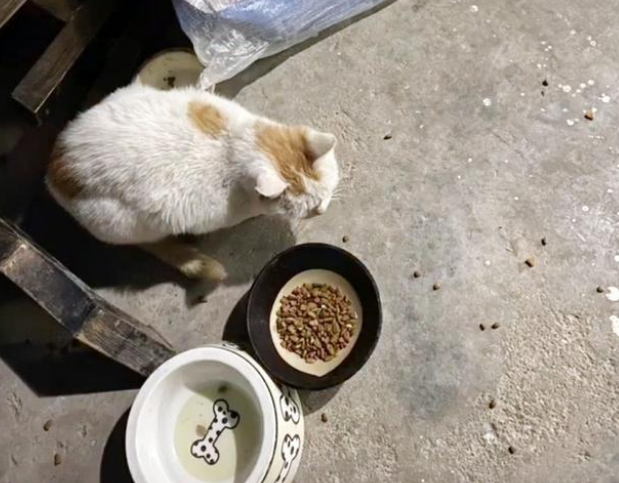 流浪猫的智商到底有多高？组团偷火腿肠，把老板当透明人