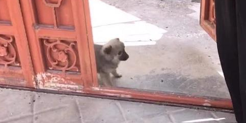 流浪小奶狗积极上门服务求收留，猛然被它萌一脸，老爸拎着就带回了家