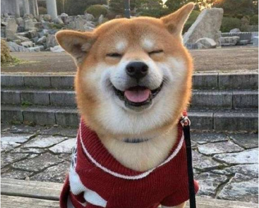 最喜欢笑的柴犬，开心到眼睛眯成一条缝，让人忍不住揪它的小肥脸