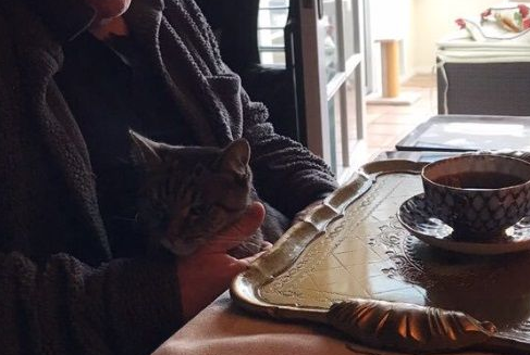 猫毒越来越扩散 大牌演员都逃不过猫咪的诱惑 猫毒越来越扩散 大牌演员都逃不过猫咪的诱惑
