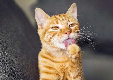 家有英国短毛猫,什么时候绝育最合适呢? 家有英国短毛猫,什么时候绝育最合适呢?