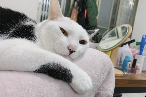 猫大盗被当场抓包 超级逗趣的现行犯模样 猫大盗被当场抓包 超级逗趣的现行犯模样