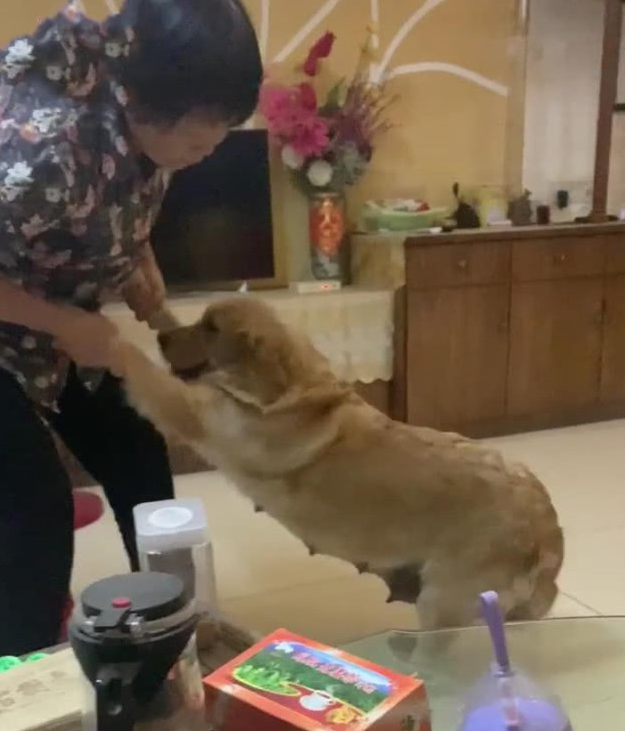 金毛不想要用餐，母亲一个姿势令人笑喷，网友：界面有点儿似曾相识
