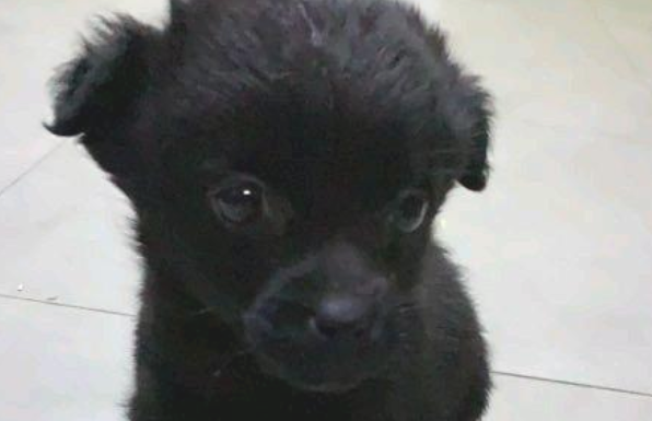 养狗后家里如何保持清洁?有经验的铲屎官教你这样做! 养狗后家里如何保持清洁?有经验的铲屎官教你这样做!
