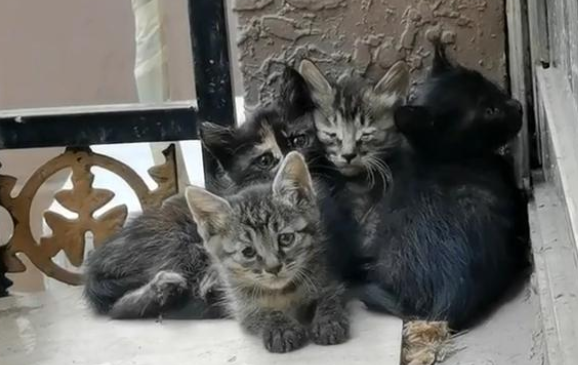 一大早被萌到,开窗发现一窝小奶猫,猫妈妈:朋友介绍来的! 一大早被萌到,开窗发现一窝小奶猫,猫妈妈:朋友介绍来的!