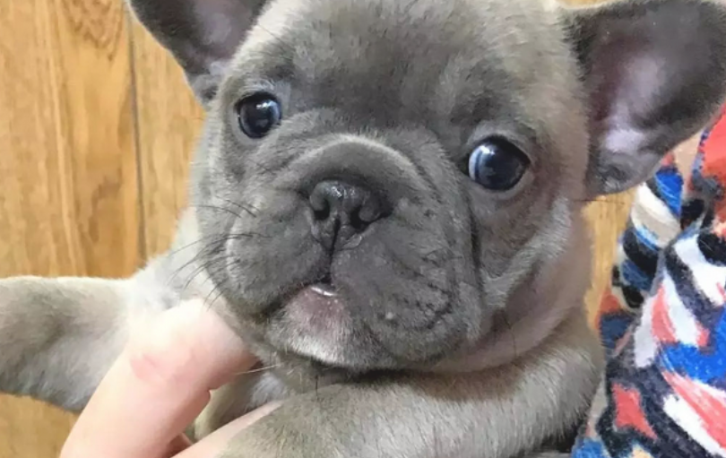 又胖又丑除开吃就是说睡，却又非常惹人希罕，这就是说斗牛犬！