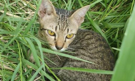 12只猫摊上不负责主人,被遗弃烂尾楼,主人被拆穿后疯狂打脸 12只猫摊上不负责主人,被遗弃烂尾楼,主人被拆穿后疯狂打脸