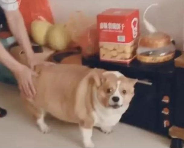 柯基犬肥成小猪仔，走路要人扶，一转脸时令人笑喷