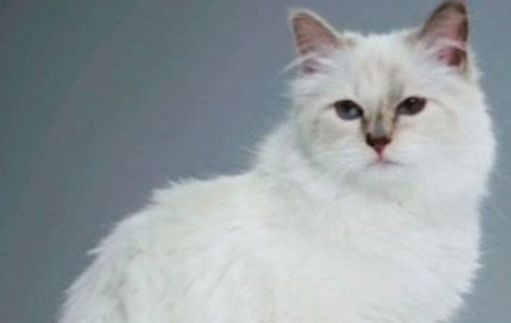 老佛爷卡尔拉格斐过世 亿万遗产留给猫儿子