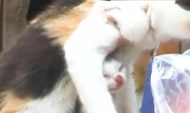 猫妈妈和小猫被渔网缠住,伤痕累累的它们幸运获救 猫妈妈和小猫被渔网缠住,伤痕累累的它们幸运获救