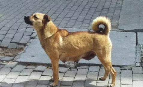 为什么警犬从无需土狗呢?缘故令人无奈,土狗确实太了不起 为什么警犬从无需土狗呢?缘故令人无奈,土狗确实太了不起