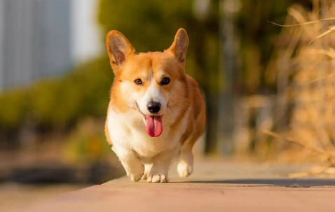 狗狗吃蛋黄有好处,那么柯基犬一周吃几次蛋黄比较好? 狗狗吃蛋黄有好处,那么柯基犬一周吃几次蛋黄比较好?