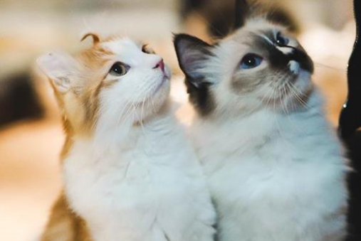 宠物网红,替人赚钱的工具猫狗 宠物网红,替人赚钱的工具猫狗