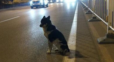 现实版的忠犬八公！小狗苦等车祸身亡女主人80天