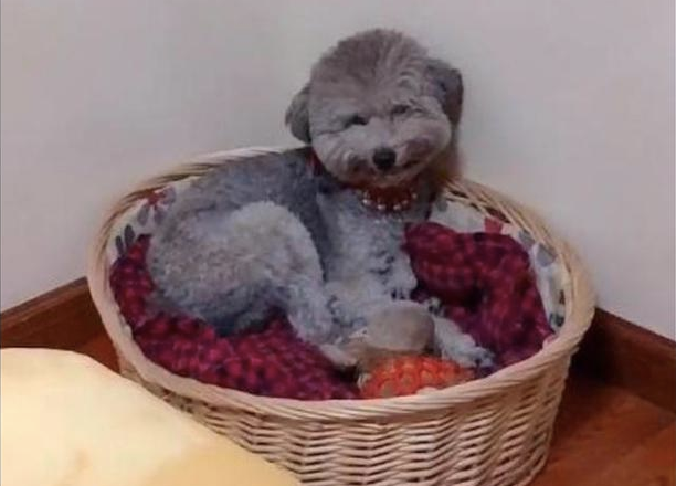 网民给贵宾犬吃完个番茄，它躲在窝内悄悄笑，有那么美味吗？