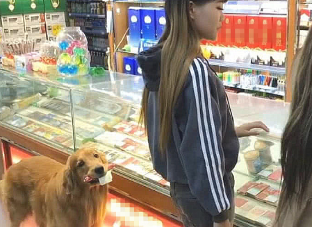 女子结账时，发觉后边跟随个金毛，见到它口中叼的东西后不淡定从容了